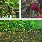 Dried Fig Slices Factory - Natural No Additives