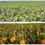 Pineapple Slices Tea Supplier - Dried Organic Bulk