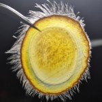 Deer Antler Supplier - Powder Slices Men