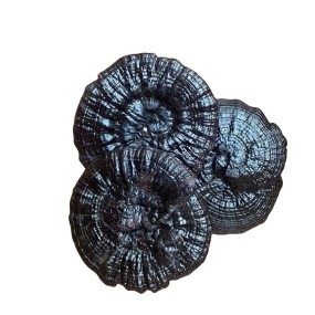 Ganoderma Mushroom Supplier - Wild Dried Reishi