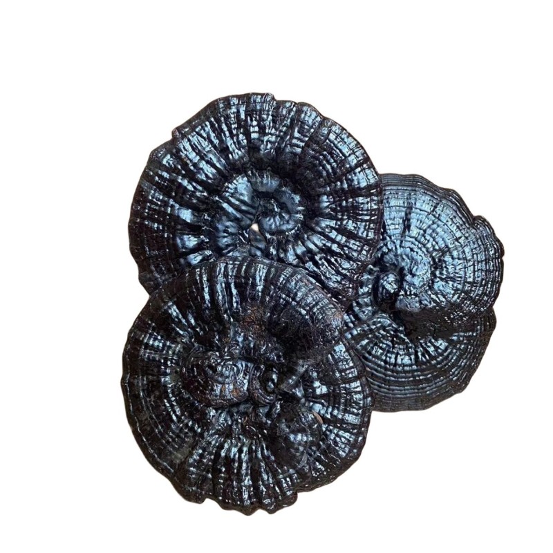Ganoderma Mushroom Supplier - Wild Dried Reishi