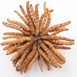 Cordyceps Mushroom Supplier - Freeze Dried Whole