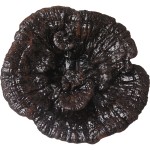 Ganoderma Mushroom Supplier - Wild Dried Reishi