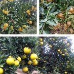 Grapefruit Slice Tea Manufacturer - Organic Health
