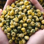 Chrysanthemum Tea Factory - Fetal Flower Quality
