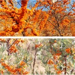 Sea Buckthorn Fruit Supplier - Chinese Dried Berry