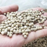 White Peppercorn Factory - Natural Dried Seasoning