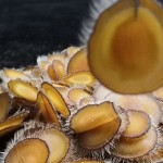 Deer Antler Supplier - Powder Slices Men