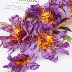 Blue Lotus Flower Supplier - Nymphaea Tetragona Tea