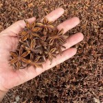 Star Anise Supplier - Organic Chinese Spice