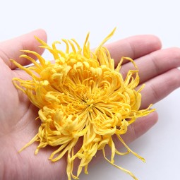 Golden Chrysanthemum Tea Supplier - Silk Royal Flower