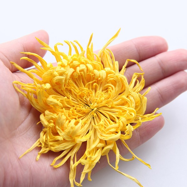 Golden Chrysanthemum Tea Supplier - Silk Royal Flower