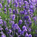 Lavender Flower Tea Supplier - Xun Yi Cao Natural