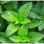 Vanilla Powder Supplier - Natural Organic Flavor