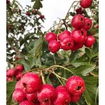 Hawthorn Powder Supplier - Natural Organic Fruit