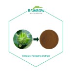 Tribulus Extract Supplier - 40% 90% Saponins Herbal
