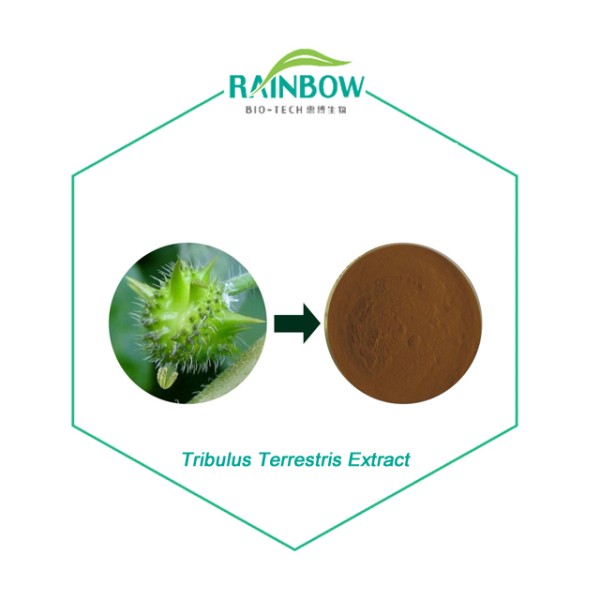 Tribulus Extract Supplier - 40% 90% Saponins Herbal