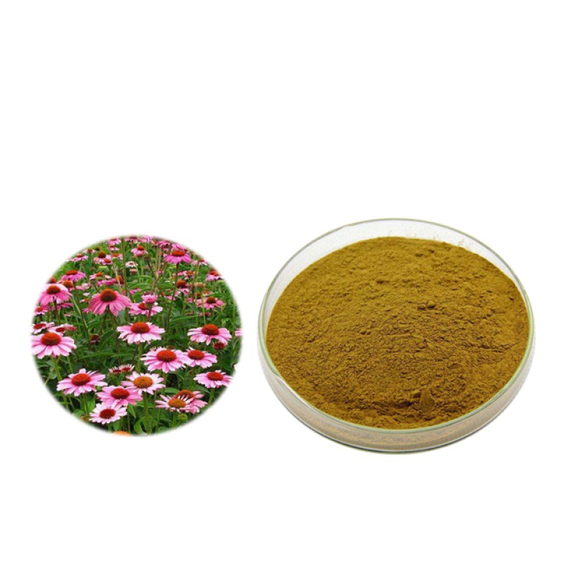 Echinacea Extract Factory - 4% Polyphenols Purpurea