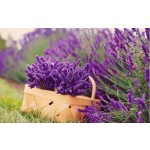 Lavender Powder Manufacturer - Antioxidant Extract