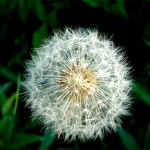 Dandelion Root Supplier - Chinese Herbal Medicine Wholesale