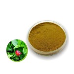 Andrographis Extract Manufacturer - 10% Andrographolide Leaf