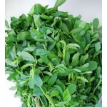 Alfalfa Powder Supplier - Natural Organic Green