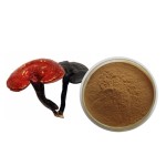Reishi Extract Supplier - 30% Polysaccharide Mushroom