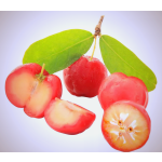 Acerola Powder Factory - Juice Extract VC Powder