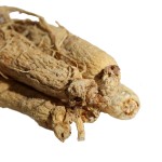 Ginseng Root Supplier - Changbai Mountain Raw