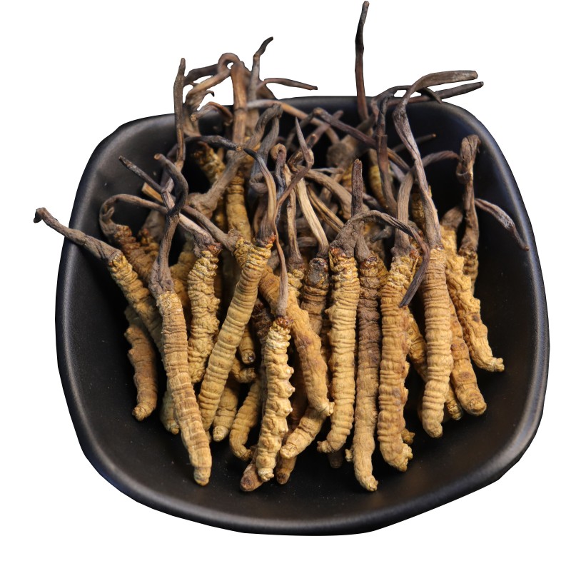 Wild Cordyceps Factory - Organic Tianshi Tibet