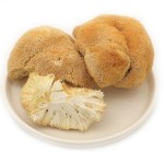 Cocklebur Mushroom Manufacturer - Deep Mountain Large