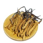 Cordyceps Mushroom Manufacturer - Tibet Wild Organic