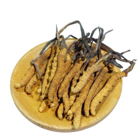 Cordyceps Mushroom Manufacturer - Tibet Wild Organic