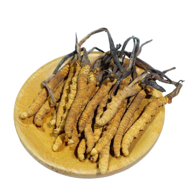 Cordyceps Mushroom Manufacturer - Tibet Wild Organic