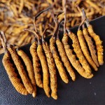 Cordyceps Sinensis Supplier - Dried Extract Wholesale