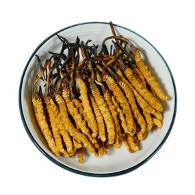 Cordyceps Militaris Supplier - Organic Custom Wholesale