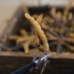 Cordyceps Extract Factory - Sinensis Militaris Blend