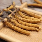 Cordyceps Manufacturer - Wholesale Wild Luofmiss