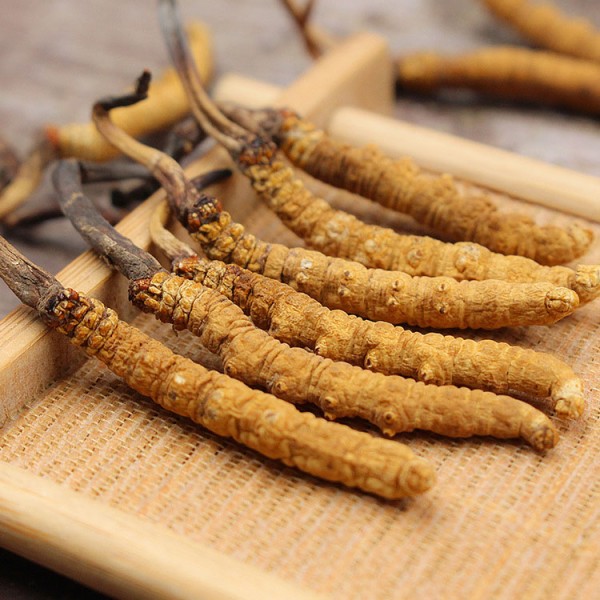 Cordyceps Manufacturer - Wholesale Wild Luofmiss
