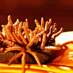 Cordyceps Sinensis Supplier - Dried Extract Wholesale