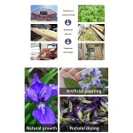 Blue Lotus Tea Supplier - Handmade Blooming Herbal