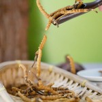 Cordyceps Militaris Supplier - Organic Custom Wholesale