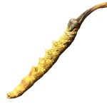 Cordyceps Health Food Factory - Whole Plant Collagen