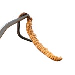 Cordyceps Fungus Powder Manufacturer - Pure Natural