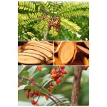 Tongkat Ali Extract Manufacturer - Eurycoma Root