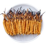 Cordyceps Fungus Powder Manufacturer - Pure Natural