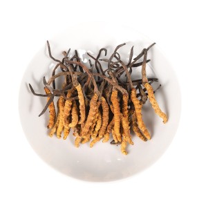 Cordyceps Sinensis Manufacturer - Soup Boiled Tonic