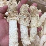 Wild Bamboo Fungus Manufacturer - Dried Dictyophora