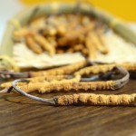 Cordyceps Mushroom Manufacturer - Tibet Wild Organic