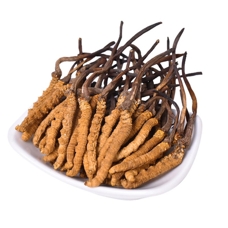 Cordyceps Extract Manufacturer - Tibet Powder Whole Plant